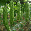 High yeild Asian China  hybrid F1 green bitter gourd seeds for sale